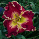 Red Kaboom Daylily
